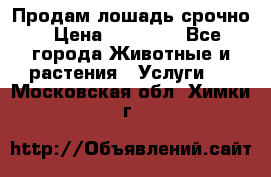 Продам лошадь срочно › Цена ­ 30 000 - Все города Животные и растения » Услуги   . Московская обл.,Химки г.